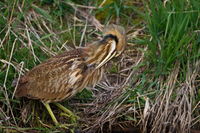 American Bittern Preening